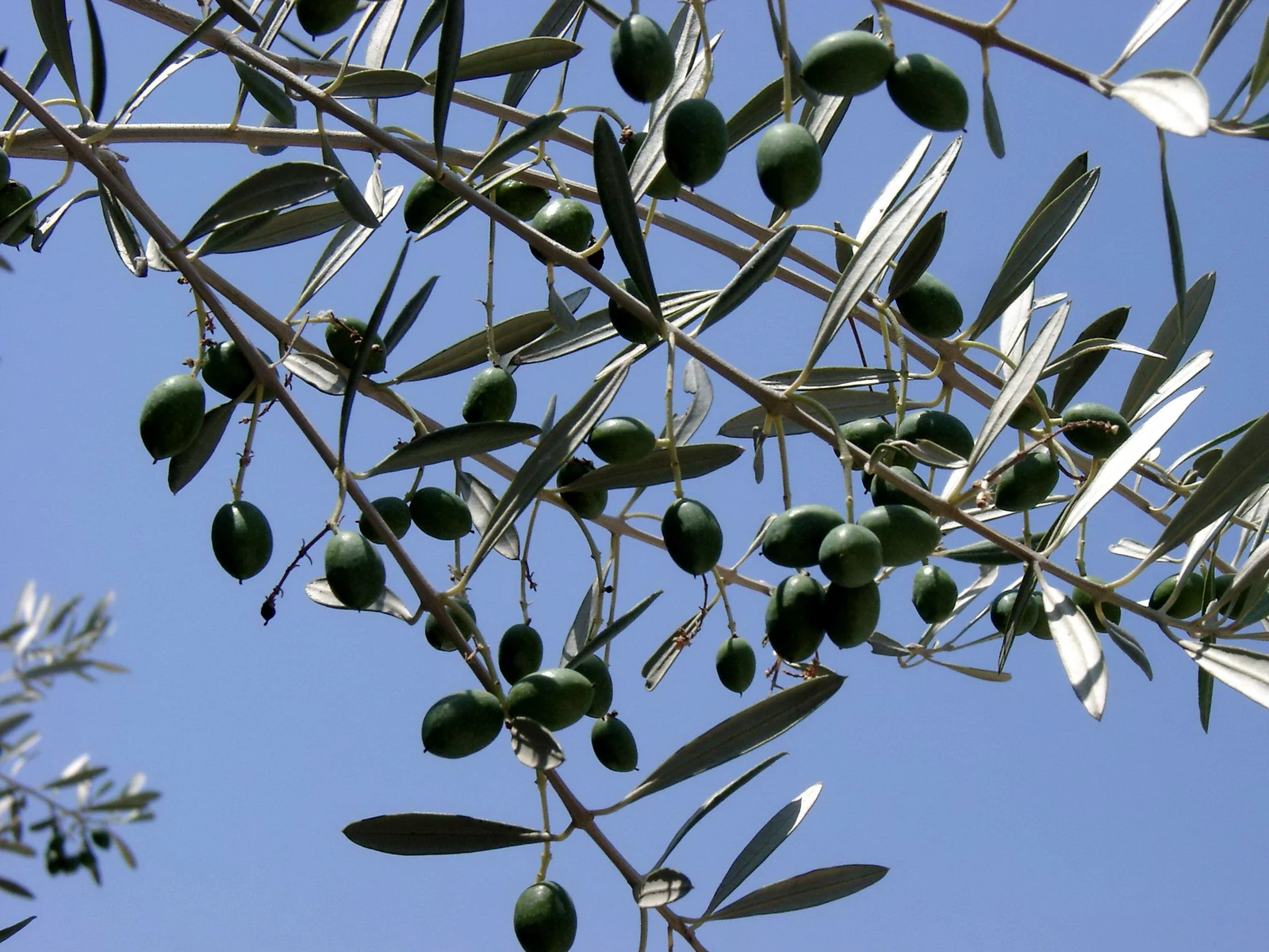 Ramo d’ulivo con olive verdi e foglie sullo sfondo del cielo